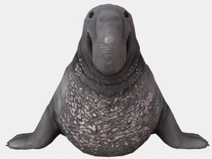elephant seal low poly 3D 모델
