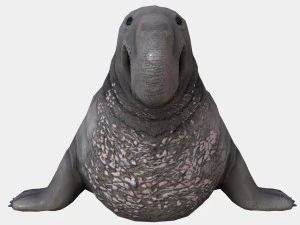 elephant seal low poly 3D Model
