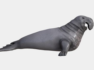 elephant seal low poly 3D 모델