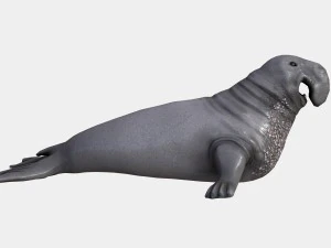 elephant seal low poly 3D Model