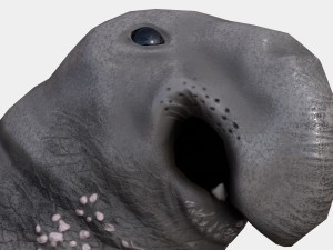 elephant seal low poly 3D 모델