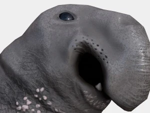 elephant seal low poly 3D Model