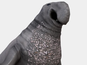 elephant seal low poly 3D 모델