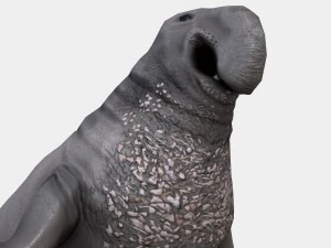 elephant seal low poly 3D Model