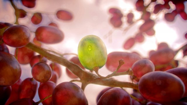 realistic grapes 3D Model .c4d .max .obj .3ds .fbx .stl .blend 