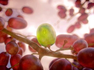 realistic grapes 3D Model