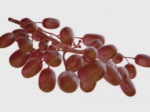 realistic grapes 3D Model