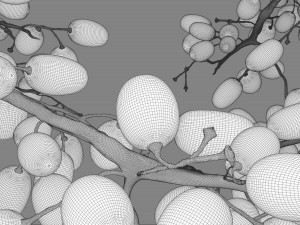 realistic grapes 3D Model