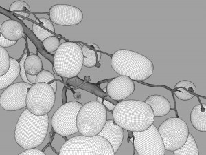 realistic grapes 3D Model