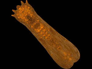 space worm 3D Model