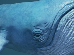blue whale 3D Model