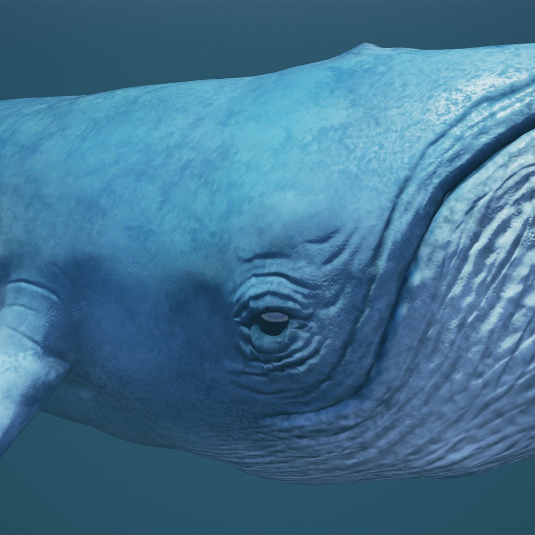 Blue Whale 3d Model In Whale 3dexport