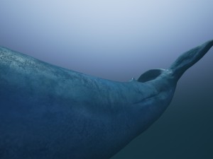blue whale 3D-Modell