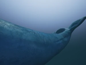 синій кит 3D Модель