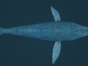 blue whale 3D-Modell
