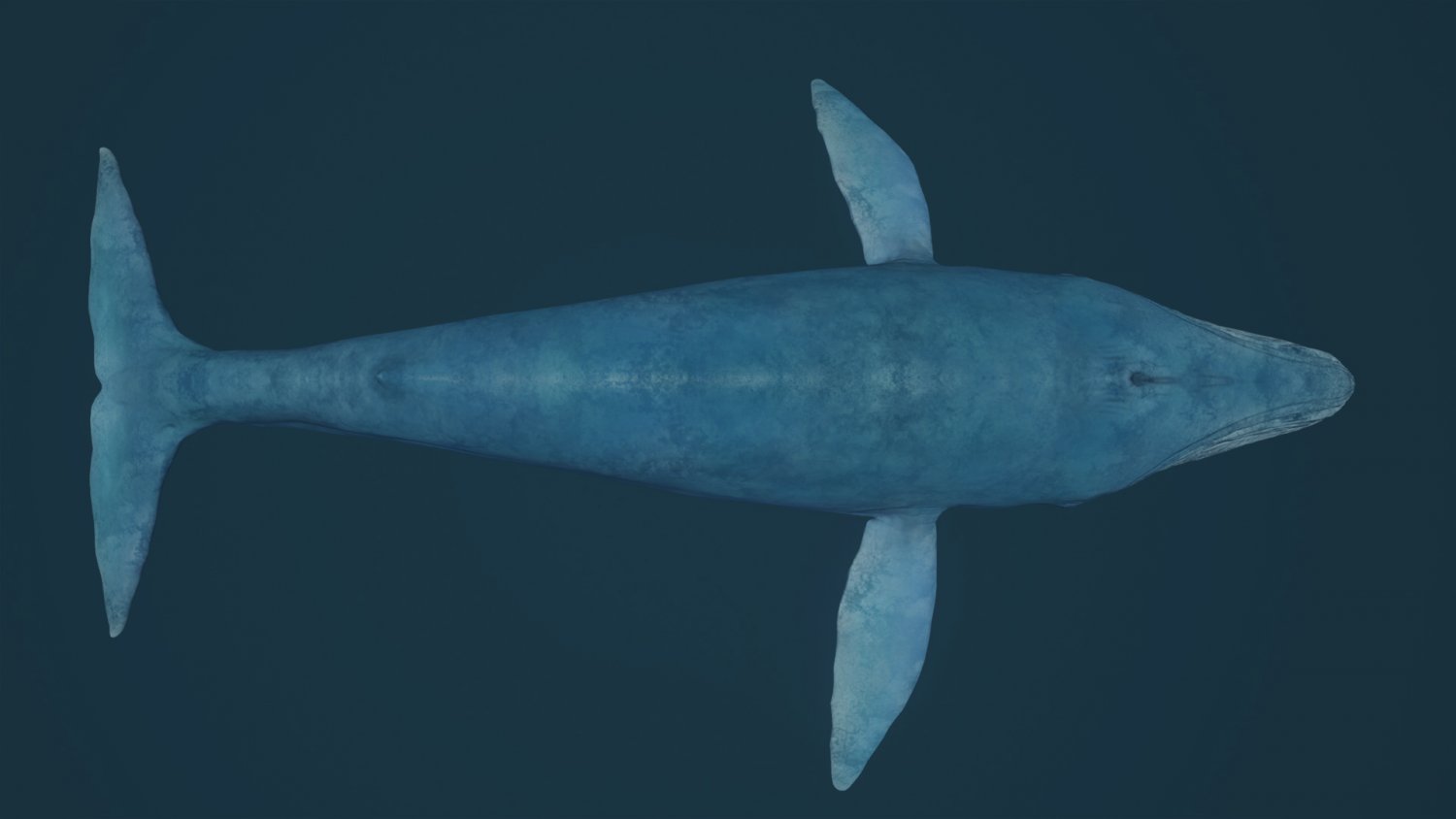 Blue Whale 3d Model In Whale 3dexport