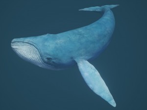 blue whale 3D-Modell