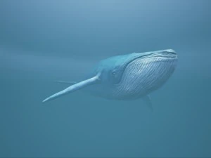 синій кит 3D Модель