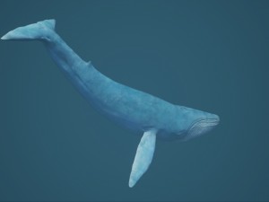 blue whale 3D-Modell