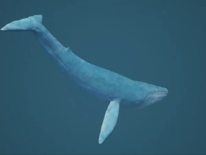 синій кит 3D Модель