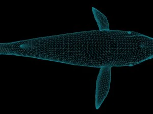 синій кит 3D Модель