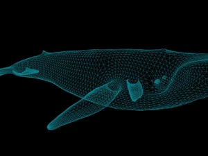синій кит 3D Модель