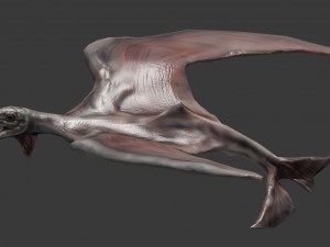 terafin 3D Model