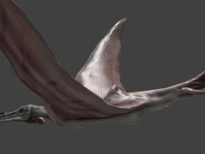 terafin 3D Model