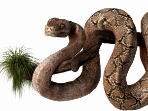 anakonda snake realistic high poly 3D Model