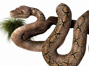 anakonda snake realistic high poly 3D Model