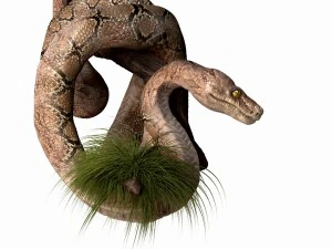 anakonda snake realistic high poly 3D Model
