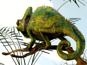 chameleon lizard realistic high poly Modello 3D