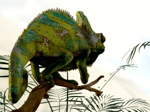 chameleon lizard realistic high poly Modello 3D