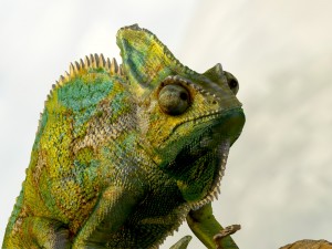 chameleon lizard realistic high poly Modello 3D