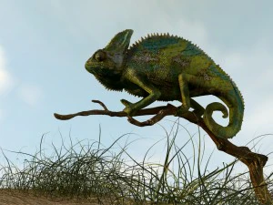 chameleon lizard realistic high poly 3D Model