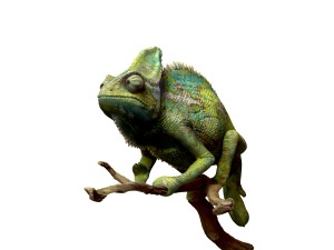 chameleon lizard realistic high poly Modello 3D