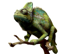 chameleon lizard realistic high poly Modello 3D