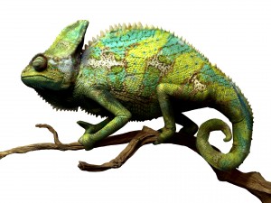 chameleon lizard realistic high poly Modello 3D