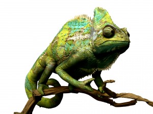chameleon lizard realistic high poly Modello 3D