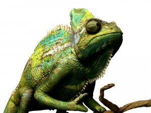 chameleon lizard realistic high poly Modello 3D