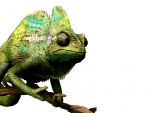 chameleon lizard realistic high poly Modello 3D