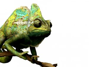 chameleon lizard realistic high poly 3D Model