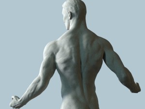 anatomical sculpture of a man Model 3D
