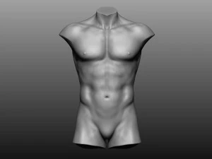12 mens torsos 3D Model