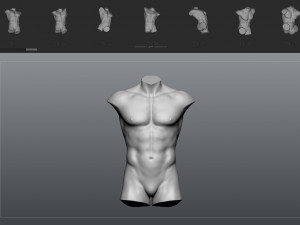 12 mens torsos 3D Model