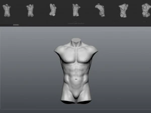 12 mens torsos 3D Model
