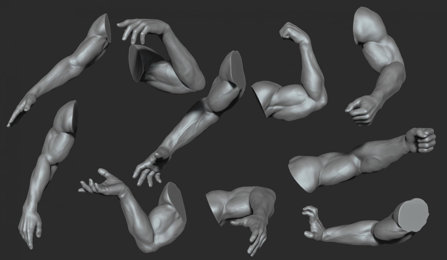 3d arm muscle model