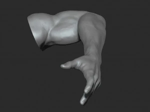10 mens muscular arms 3D Model