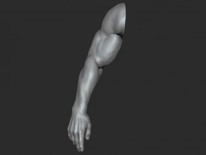 10 mens muscular arms 3D Model