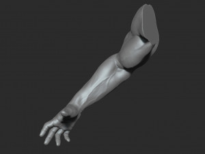 10 mens muscular arms Modèle 3D
